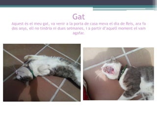 Gat
Aquest és el meu gat, va venir a la porta de casa meva el dia de Reis, ara fa
dos anys, ell no tindria ni dues setmanes, i a partir d’aquell moment el vam
agafar.

 