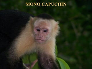 MONO CAPUCHINMONO CAPUCHIN
 