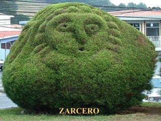 ZARCEROZARCERO
 