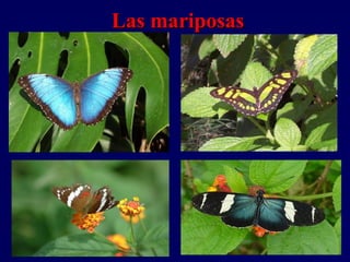 Las mariposasLas mariposas
 