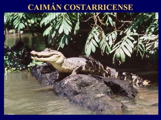 CAIMÁN COSTARRICENSECAIMÁN COSTARRICENSE
 
