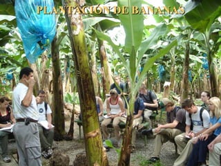 PLANTACIÓN DE BANANASPLANTACIÓN DE BANANAS
 