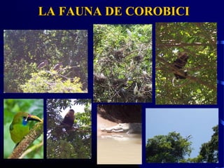 LA FAUNA DE COROBICILA FAUNA DE COROBICI
 