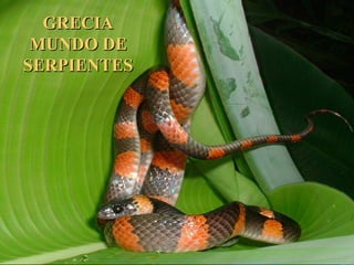 GRECIAGRECIA
MUNDO DEMUNDO DE
SERPIENTESSERPIENTES
 