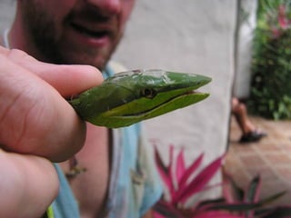 10 costa rica master