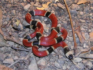 10 costa rica master