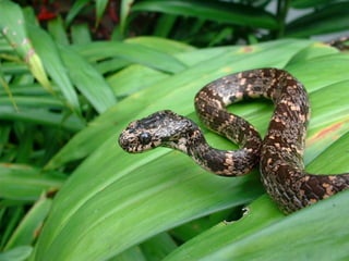 10 costa rica master