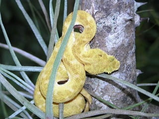 10 costa rica master