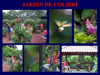 JARDÍN DE COLIBRÍJARDÍN DE COLIBRÍ
 