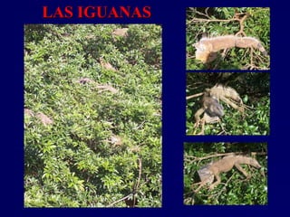 LAS IGUANASLAS IGUANAS
 