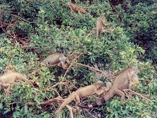 IGUANAS IN RAIN FORESTIGUANAS IN RAIN FOREST
 