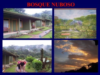 BOSQUE NUBOSOBOSQUE NUBOSO
 