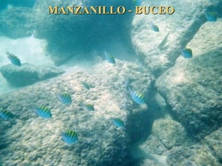 MANZANILLO - BUCEOMANZANILLO - BUCEO
 