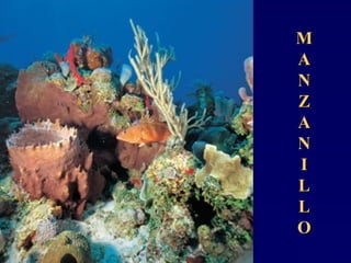 MM
AA
NN
ZZ
AA
NN
II
LL
LL
OO
 