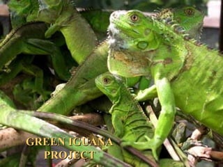 GREEN IGUANAGREEN IGUANA
PROJECTPROJECT
 