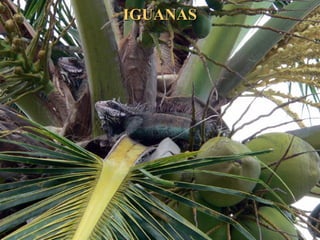 IGUANASIGUANAS
 