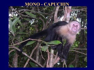 MONO - CAPUCHINMONO - CAPUCHIN
 