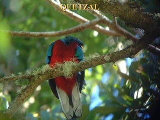 QUETZALQUETZAL
 