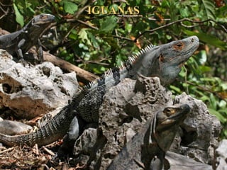 IGUANASIGUANAS
 