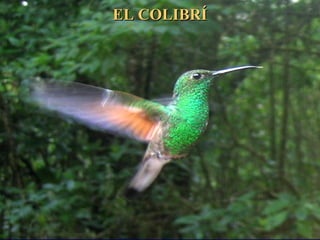 EL COLIBRÍEL COLIBRÍ
 