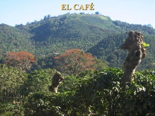 EL CAFÉEL CAFÉ
 