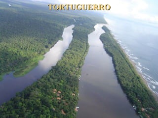 TORTUGUERROTORTUGUERRO
 
