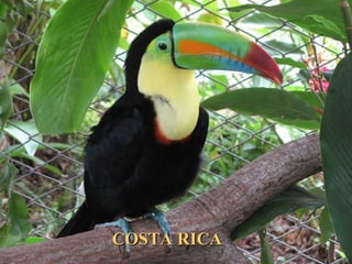 COSTA RICACOSTA RICA
 