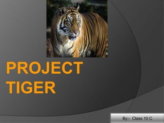 PROJECT
TIGER
By:- Class 10 C
 