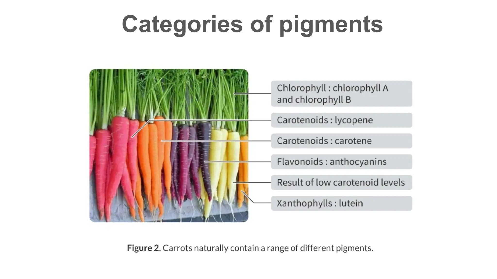 Categories of pigments
 