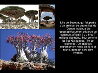 L'île de Socotra, qui fait partie
d'un archipel de quatre îles de
      l'Océan Indien, a été
géographiquement séparée du
 continent africain il y a 6 ou 7
millions d'années. Tout comme
  les îles Galapagos, l'île est
     pleine de 700 espèces
extrêmement rares de flore et
   faune, dont, un tiers sont
            vivaces.
 