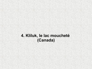 4. Kliluk, le lac moucheté
         (Canada)
 