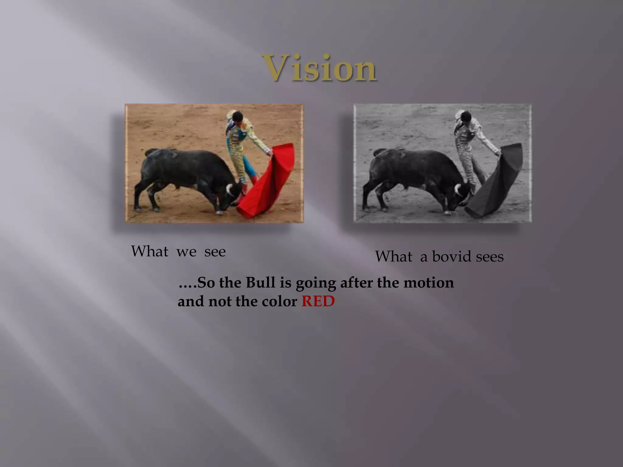 Vision
What a bovid seesWhat we see
….So the Bull is going after the motion
and not the color RED
 