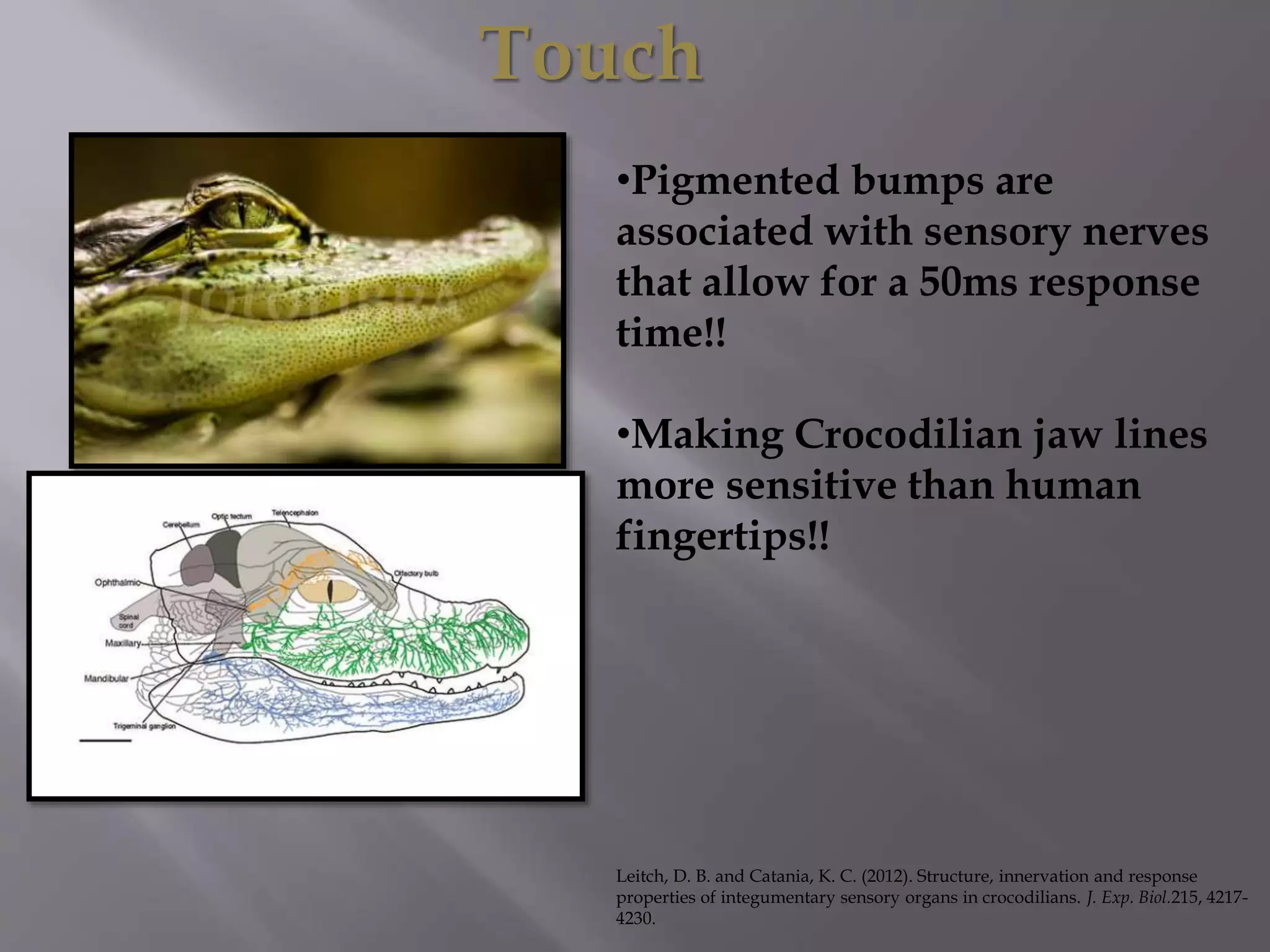 Touch
•Pigmented bumps are
associated with sensory nerves
that allow for a 50ms response
time!!
•Making Crocodilian jaw lines
more sensitive than human
fingertips!!
Leitch, D. B. and Catania, K. C. (2012). Structure, innervation and response
properties of integumentary sensory organs in crocodilians. J. Exp. Biol.215, 4217-
4230.
 