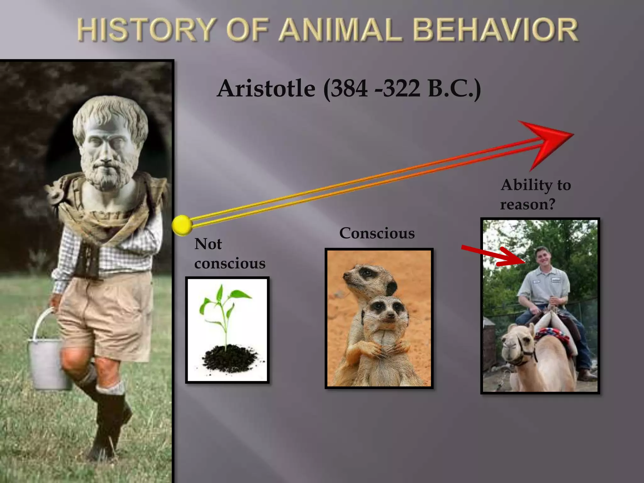 Not
conscious
Conscious
Ability to
reason?
Aristotle (384 -322 B.C.)
 