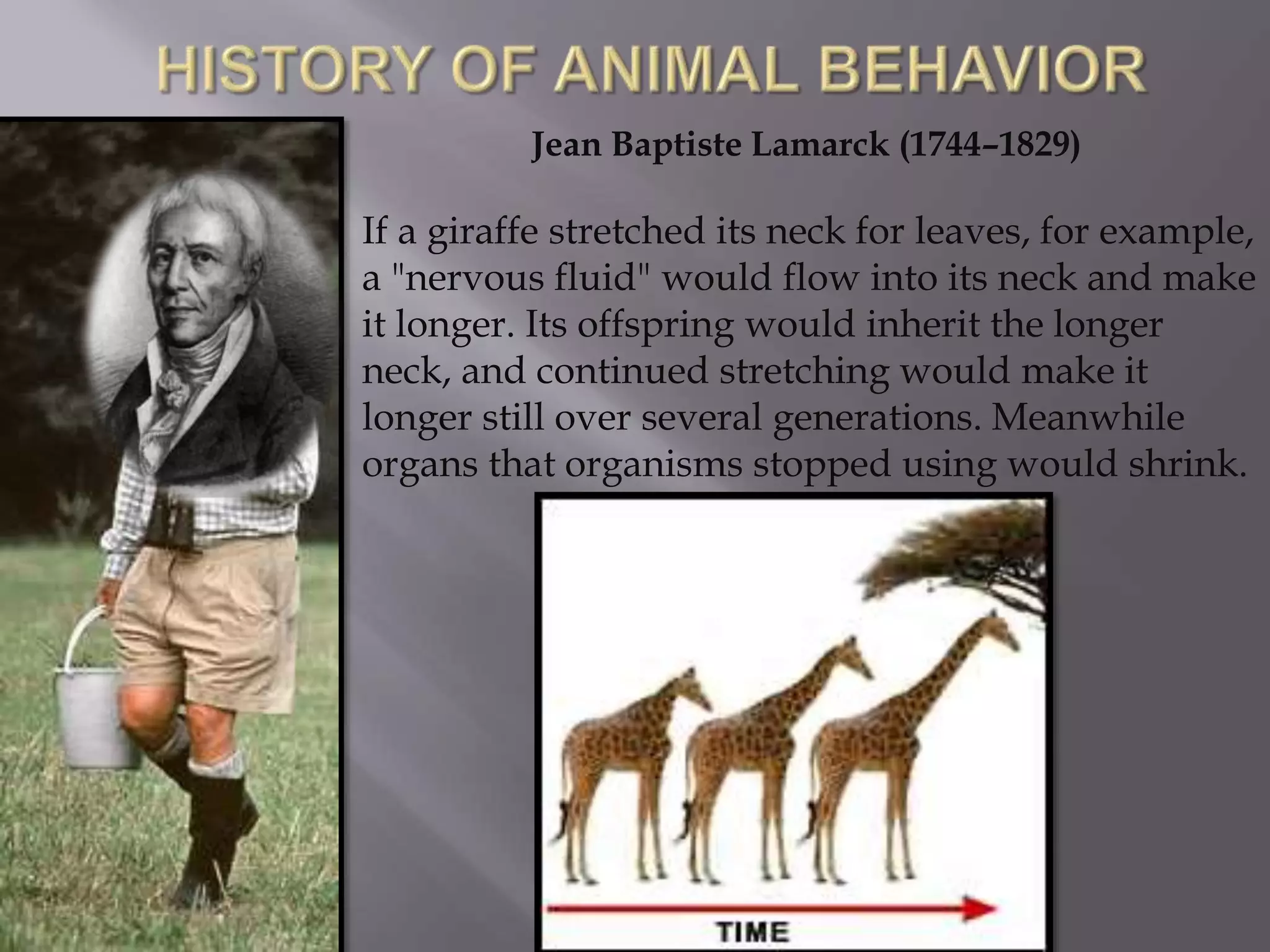 If a giraffe stretched its neck for leaves, for example,
a "nervous fluid" would flow into its neck and make
it longer. Its offspring would inherit the longer
neck, and continued stretching would make it
longer still over several generations. Meanwhile
organs that organisms stopped using would shrink.
Jean Baptiste Lamarck (1744–1829)
 