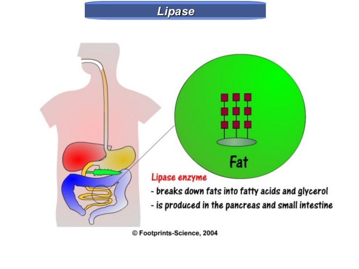Y7 Life 10 digestive enzymes