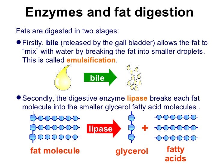 Y7 Life 10 digestive enzymes