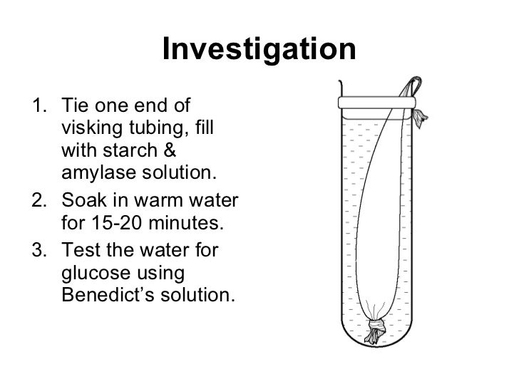 Y7 Life 10 digestive enzymes