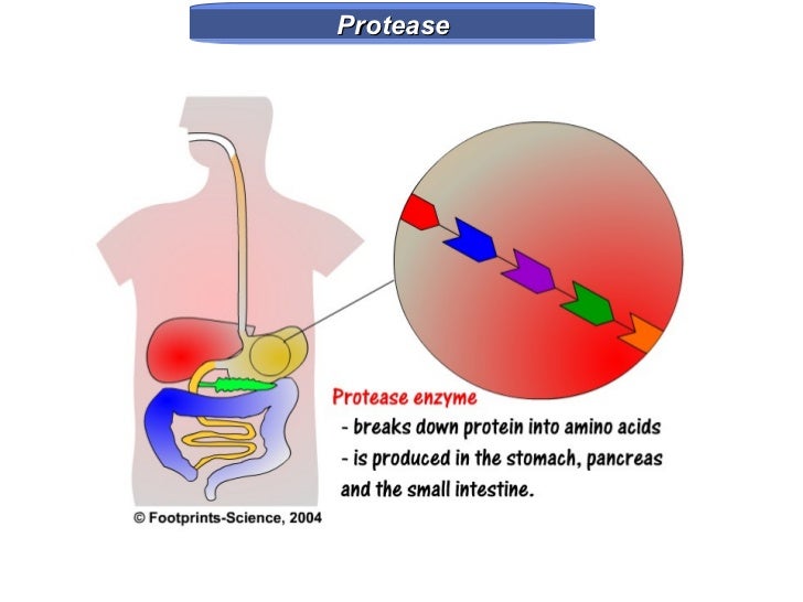 Y7 Life 10 digestive enzymes