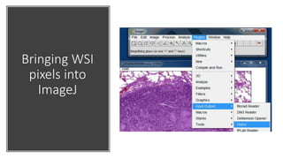 Bringing WSI
pixels into
ImageJ
 