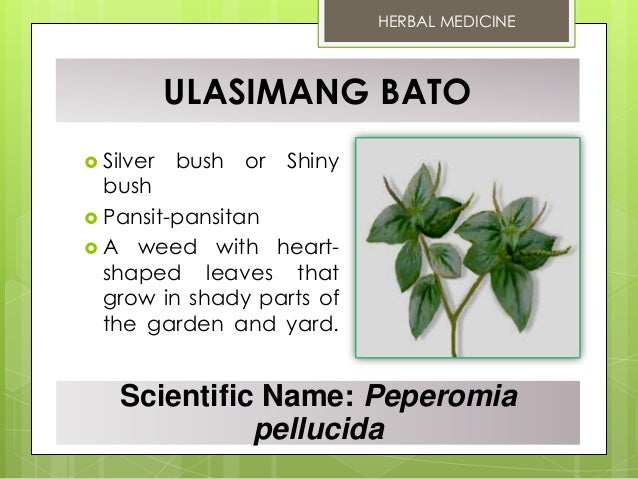 pics Philippine Herbal Plants And Their Uses Pdf 10 doh approved herbal medicine