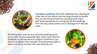 10 Easy Steps to Growing Pimento Seeds.pdf
