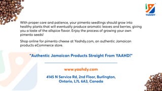 10 Easy Steps to Growing Pimento Seeds.pdf
