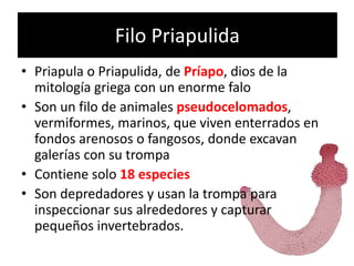 Priapulids Extinct Biología de ecdisozoos menores y equinodermos | PPTX