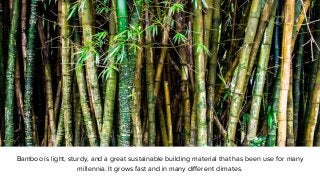 Bamboo is light, sturdy, and a great sustainable building material that has been use for many
millennia. It grows fast and...