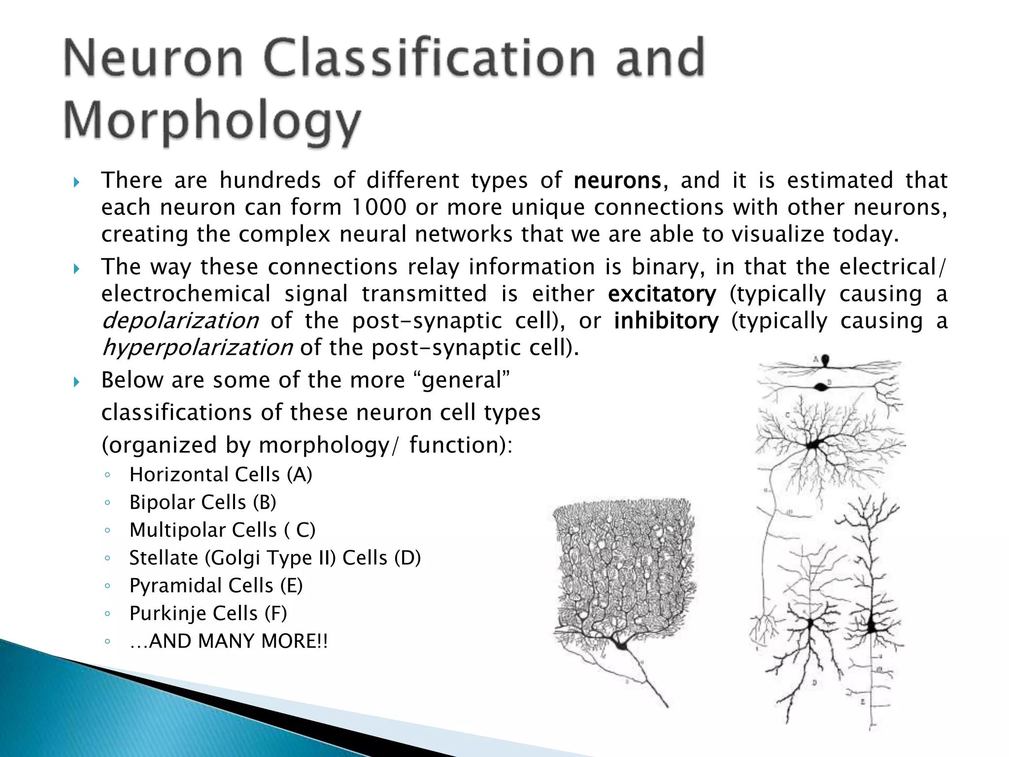  There are hundreds of different types of neurons, and it is estimated that
each neuron can form 1000 or more unique connections with other neurons,
creating the complex neural networks that we are able to visualize today.
 The way these connections relay information is binary, in that the electrical/
electrochemical signal transmitted is either excitatory (typically causing a
depolarization of the post-synaptic cell), or inhibitory (typically causing a
hyperpolarization of the post-synaptic cell).
 Below are some of the more “general”
classifications of these neuron cell types
(organized by morphology/ function):
◦ Horizontal Cells (A)
◦ Bipolar Cells (B)
◦ Multipolar Cells ( C)
◦ Stellate (Golgi Type II) Cells (D)
◦ Pyramidal Cells (E)
◦ Purkinje Cells (F)
◦ …AND MANY MORE!!
 