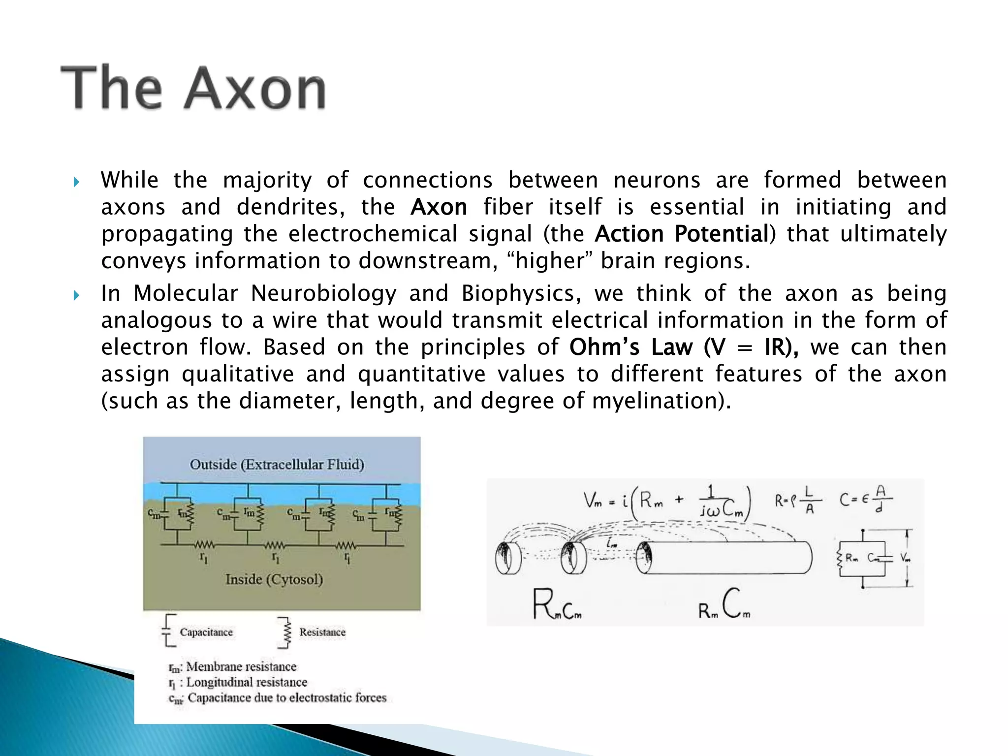  While the majority of connections between neurons are formed between
axons and dendrites, the Axon fiber itself is essential in initiating and
propagating the electrochemical signal (the Action Potential) that ultimately
conveys information to downstream, “higher” brain regions.
 In Molecular Neurobiology and Biophysics, we think of the axon as being
analogous to a wire that would transmit electrical information in the form of
electron flow. Based on the principles of Ohm’s Law (V = IR), we can then
assign qualitative and quantitative values to different features of the axon
(such as the diameter, length, and degree of myelination).
 