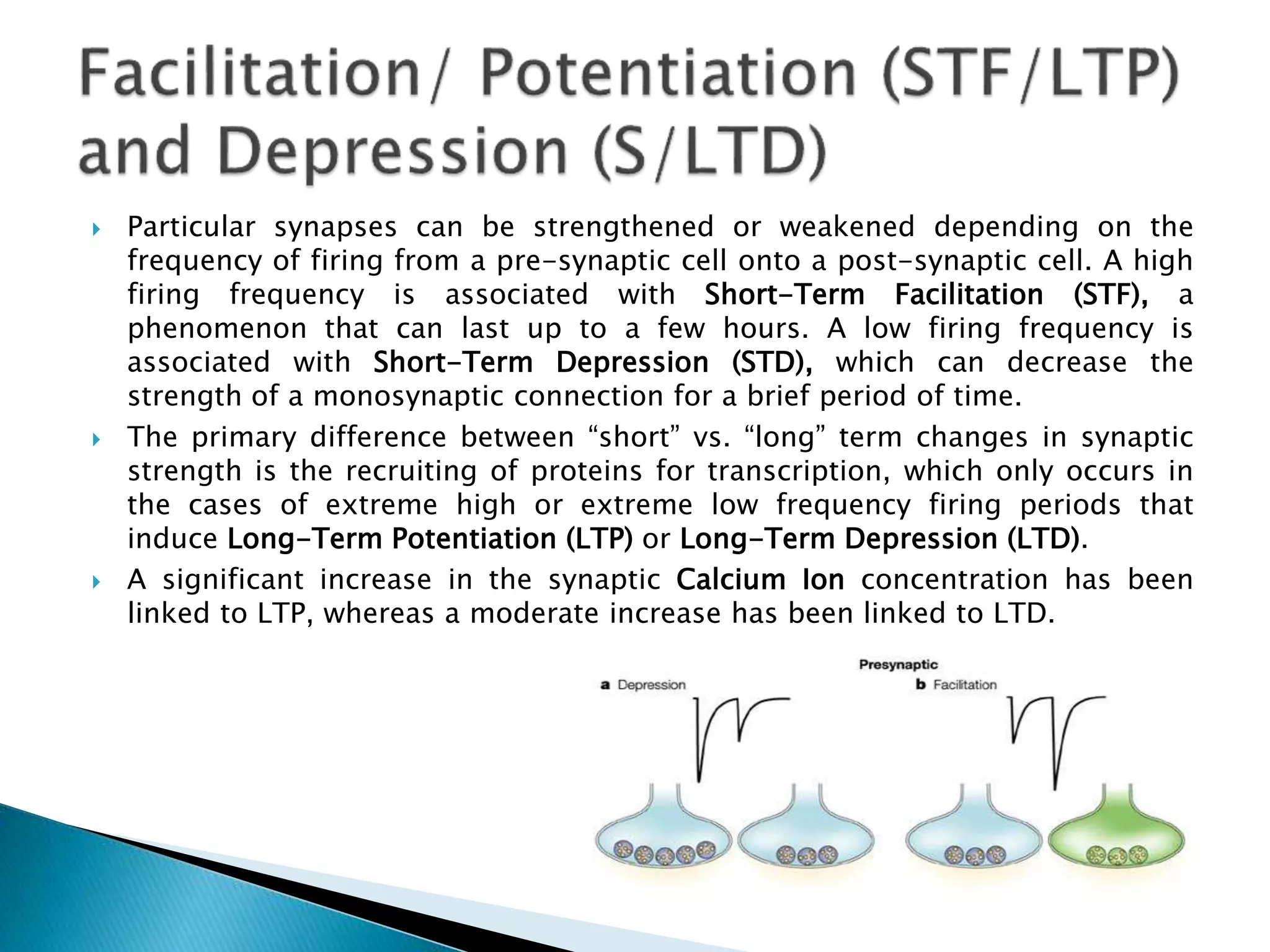  Particular synapses can be strengthened or weakened depending on the
frequency of firing from a pre-synaptic cell onto a post-synaptic cell. A high
firing frequency is associated with Short-Term Facilitation (STF), a
phenomenon that can last up to a few hours. A low firing frequency is
associated with Short-Term Depression (STD), which can decrease the
strength of a monosynaptic connection for a brief period of time.
 The primary difference between “short” vs. “long” term changes in synaptic
strength is the recruiting of proteins for transcription, which only occurs in
the cases of extreme high or extreme low frequency firing periods that
induce Long-Term Potentiation (LTP) or Long-Term Depression (LTD).
 A significant increase in the synaptic Calcium Ion concentration has been
linked to LTP, whereas a moderate increase has been linked to LTD.
 