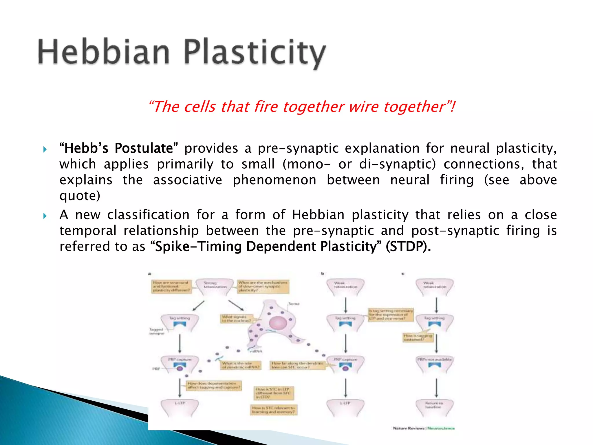 “The cells that fire together wire together”!
 “Hebb’s Postulate” provides a pre-synaptic explanation for neural plasticity,
which applies primarily to small (mono- or di-synaptic) connections, that
explains the associative phenomenon between neural firing (see above
quote)
 A new classification for a form of Hebbian plasticity that relies on a close
temporal relationship between the pre-synaptic and post-synaptic firing is
referred to as “Spike-Timing Dependent Plasticity” (STDP).
 