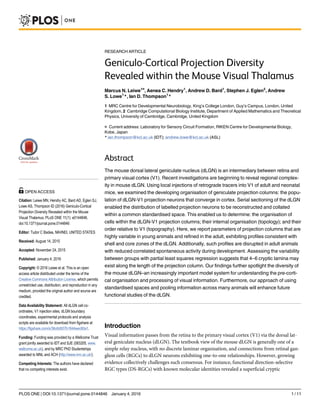 RESEARCH ARTICLE
Geniculo-Cortical Projection Diversity
Revealed within the Mouse Visual Thalamus
Marcus N. Leiwe1¤
, Aenea C. Hendry1
, Andrew D. Bard1
, Stephen J. Eglen2
, Andrew
S. Lowe1
*, Ian D. Thompson1
*
1 MRC Centre for Developmental Neurobiology, King’s College London, Guy’s Campus, London, United
Kingdom, 2 Cambridge Computational Biology Institute, Department of Applied Mathematics and Theoretical
Physics, University of Cambridge, Cambridge, United Kingdom
¤ Current address: Laboratory for Sensory Circuit Formation, RIKEN Centre for Developmental Biology,
Kobe, Japan
* ian.thompson@kcl.ac.uk (IDT); andrew.lowe@kcl.ac.uk (ASL)
Abstract
The mouse dorsal lateral geniculate nucleus (dLGN) is an intermediary between retina and
primary visual cortex (V1). Recent investigations are beginning to reveal regional complex-
ity in mouse dLGN. Using local injections of retrograde tracers into V1 of adult and neonatal
mice, we examined the developing organisation of geniculate projection columns: the popu-
lation of dLGN-V1 projection neurons that converge in cortex. Serial sectioning of the dLGN
enabled the distribution of labelled projection neurons to be reconstructed and collated
within a common standardised space. This enabled us to determine: the organisation of
cells within the dLGN-V1 projection columns; their internal organisation (topology); and their
order relative to V1 (topography). Here, we report parameters of projection columns that are
highly variable in young animals and refined in the adult, exhibiting profiles consistent with
shell and core zones of the dLGN. Additionally, such profiles are disrupted in adult animals
with reduced correlated spontaneous activity during development. Assessing the variability
between groups with partial least squares regression suggests that 4–6 cryptic lamina may
exist along the length of the projection column. Our findings further spotlight the diversity of
the mouse dLGN–an increasingly important model system for understanding the pre-corti-
cal organisation and processing of visual information. Furthermore, our approach of using
standardised spaces and pooling information across many animals will enhance future
functional studies of the dLGN.
Introduction
Visual information passes from the retina to the primary visual cortex (V1) via the dorsal lat-
eral geniculate nucleus (dLGN). The textbook view of the mouse dLGN is generally one of a
simple relay nucleus, with no discrete laminar organisation, and connections from retinal gan-
glion cells (RGCs) to dLGN neurons exhibiting one-to-one relationships. However, growing
evidence collectively challenges such consensus. For instance, functional direction-selective
RGC types (DS-RGCs) with known molecular identities revealed a superficial cryptic
PLOS ONE | DOI:10.1371/journal.pone.0144846 January 4, 2016 1 / 11
OPEN ACCESS
Citation: Leiwe MN, Hendry AC, Bard AD, Eglen SJ,
Lowe AS, Thompson ID (2016) Geniculo-Cortical
Projection Diversity Revealed within the Mouse
Visual Thalamus. PLoS ONE 11(1): e0144846.
doi:10.1371/journal.pone.0144846
Editor: Tudor C Badea, NIH/NEI, UNITED STATES
Received: August 14, 2015
Accepted: November 24, 2015
Published: January 4, 2016
Copyright: © 2016 Leiwe et al. This is an open
access article distributed under the terms of the
Creative Commons Attribution License, which permits
unrestricted use, distribution, and reproduction in any
medium, provided the original author and source are
credited.
Data Availability Statement: All dLGN cell co-
ordinates, V1 injection sites, dLGN boundary
coordinates, experimental protocols and analysis
scripts are available for download from figshare at
https://figshare.com/s/36c6d937b1844eec80a1.
Funding: Funding was provided by a Wellcome Trust
grant jointly awarded to IDTand SJE (083205, www.
wellcome.ac.uk), and by MRC PhD Studentships
awarded to MNL and ACH (http://www.mrc.ac.uk/).
Competing Interests: The authors have declared
that no competing interests exist.
 